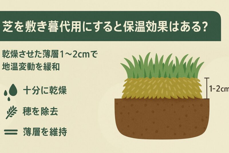 alt="芝を敷き藁代用にすると保温効果があるかを解説。乾燥させた芝を1〜2cm薄層で敷いた断面図イラスト"

